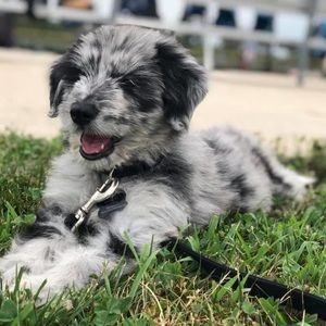 Meet your Posher, Audrey